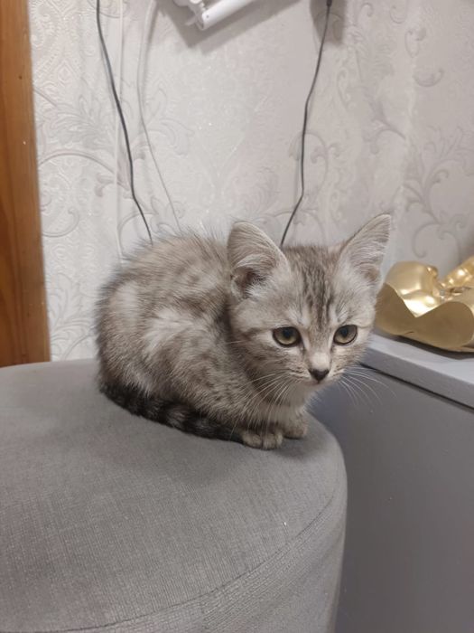 Отдам котенка в добрые руки