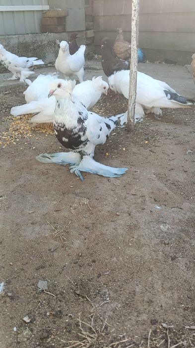 Vând porumbei Uriaș Maghiar..