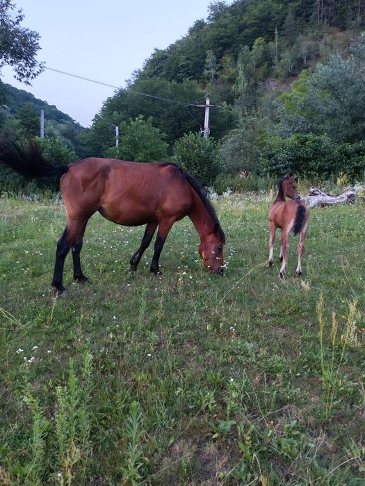 De vânzare iapa 3 ani9