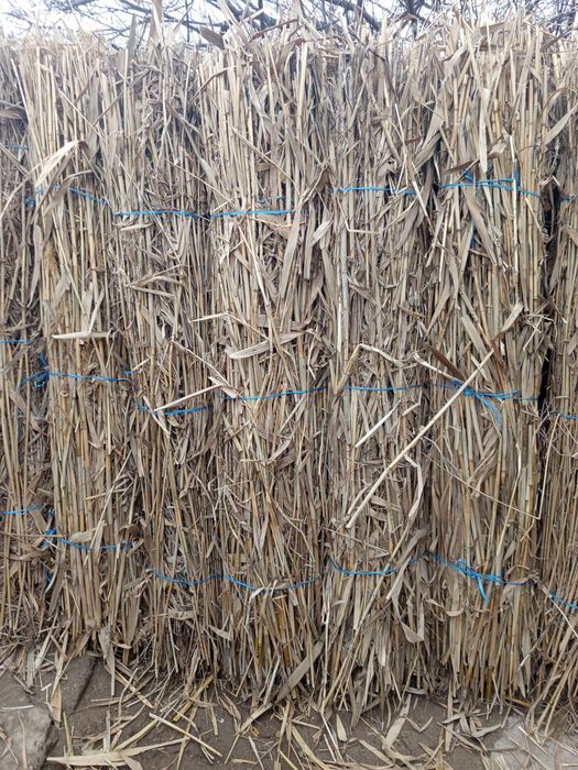 Zabor uchun qamish bor