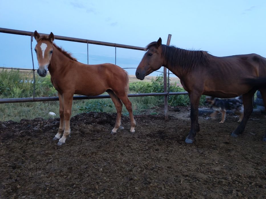 Продаются лошади разных возрастов