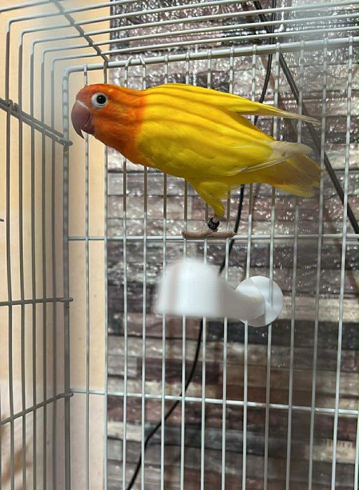 Vând papagal agapornis fischer