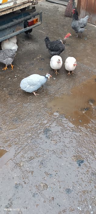 Schimb bibiloi cu cocoș