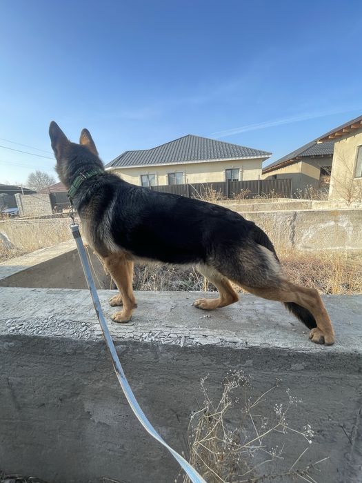 Немецкая овчарка в добрые руки