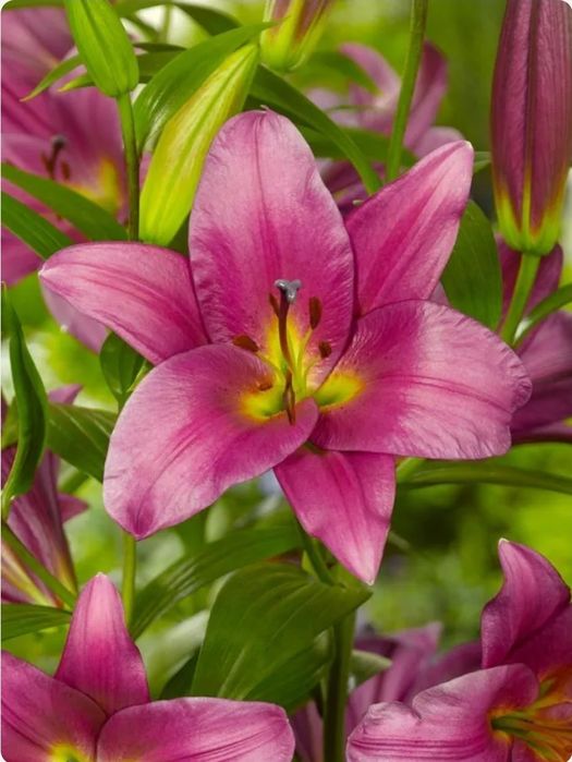 Bulbi crini asiatici,10 culori