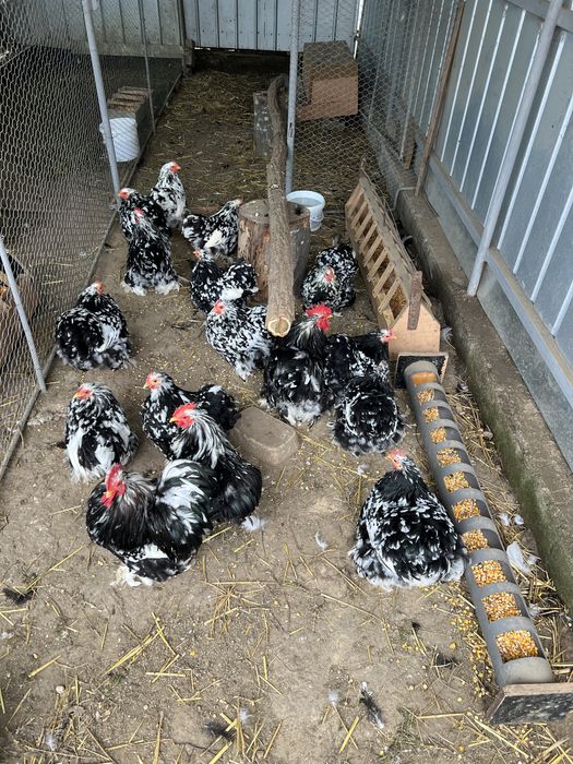 Oua de incubat colchinchina pitic