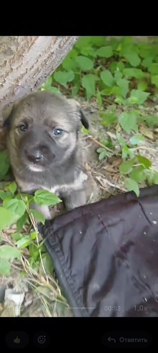 Щенки звонки 1,5 месяца