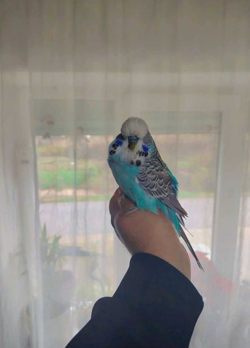 Peruși Standard & Peruși normali de vânzare!