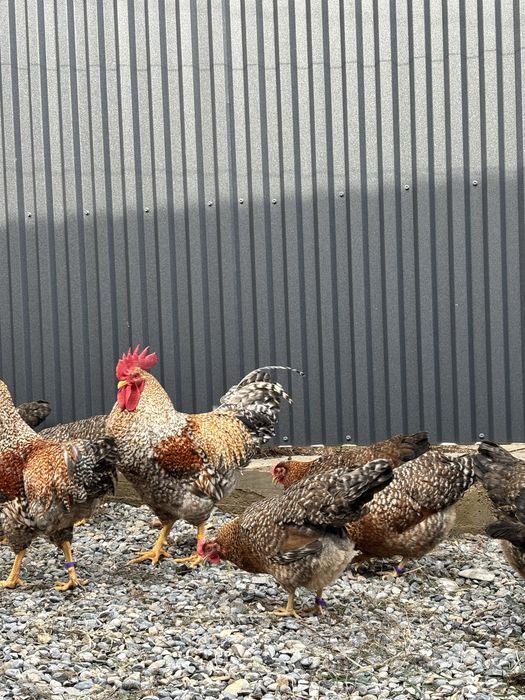 Билефельдер инкубациялық жұмыртқалары