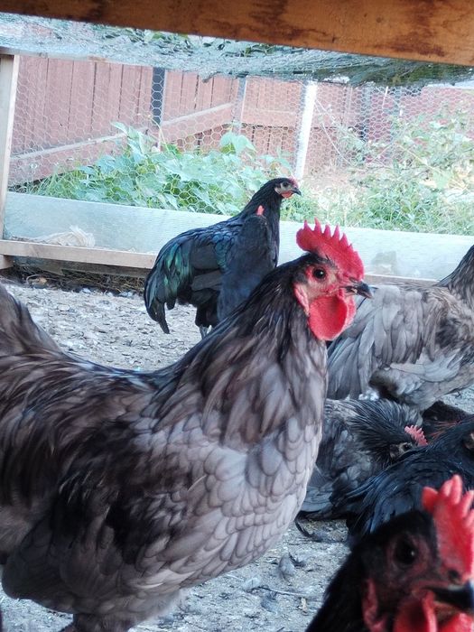Cocosi și găini diferite rase
