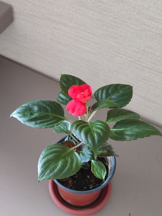 Бальзамин махровый.