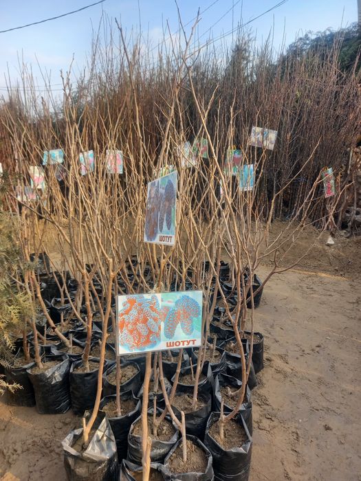 Mevali ko'chatlar  archalar  bor 100%garanitya