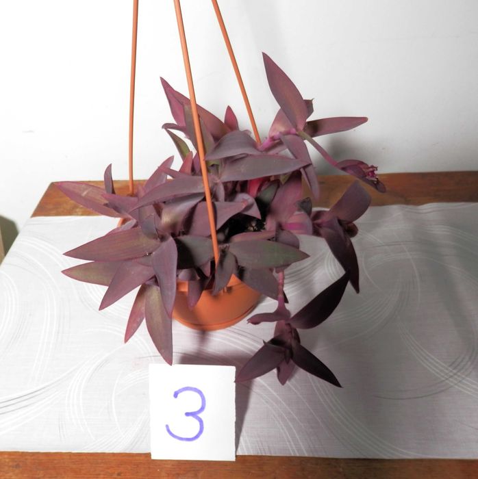Planta ornamentala Tradescantia pallida Purpurea (Purple Heart)