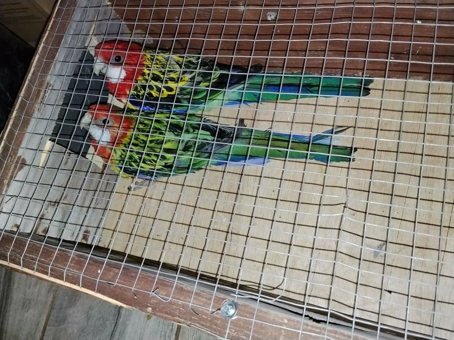 Papagali Rosella de vânzare