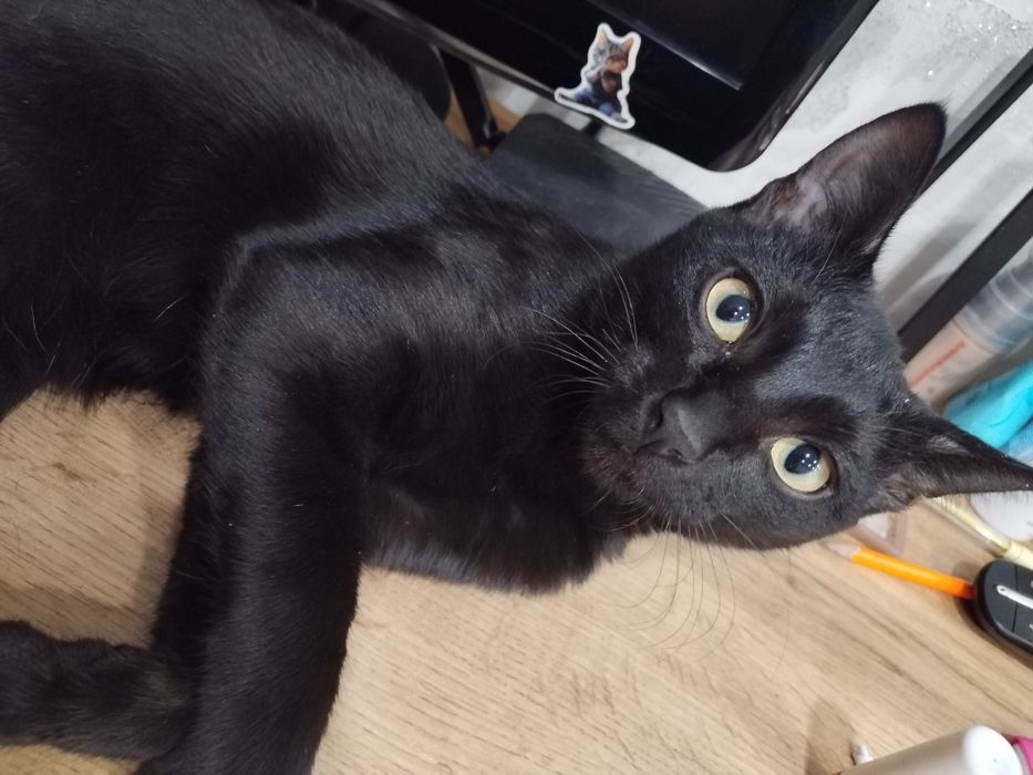 Отдам даром кота