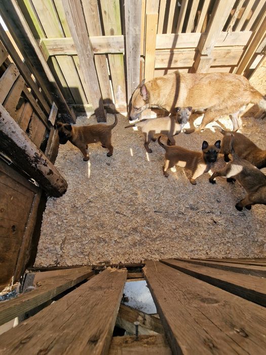 Бебета Малиноа с поставени 2 ваксини