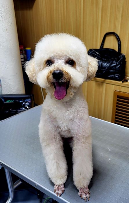 Груминг. Стрижка собак