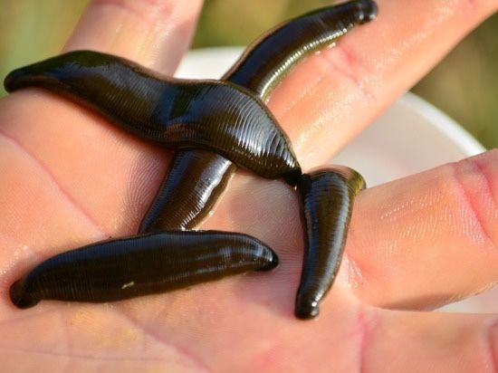 активные   пиявки