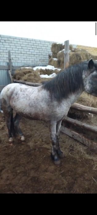 Айғыр, дөненшығар, тай сатылады