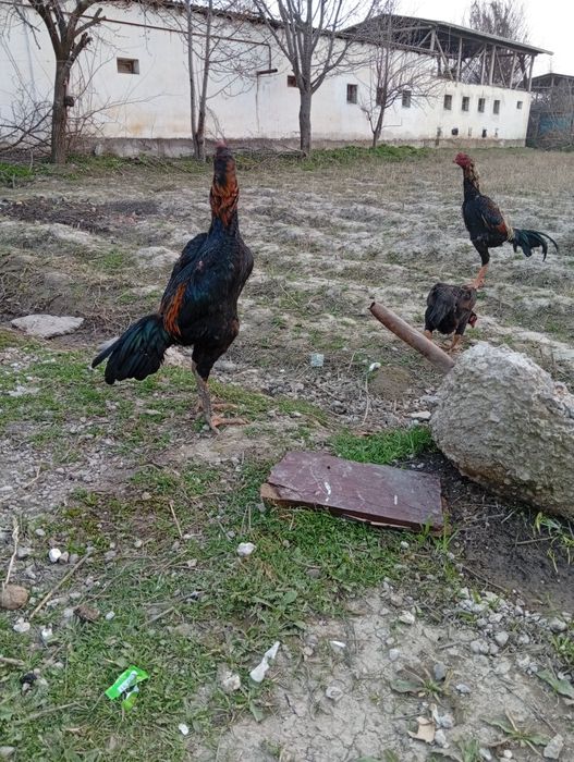 Ганой чач туркблан