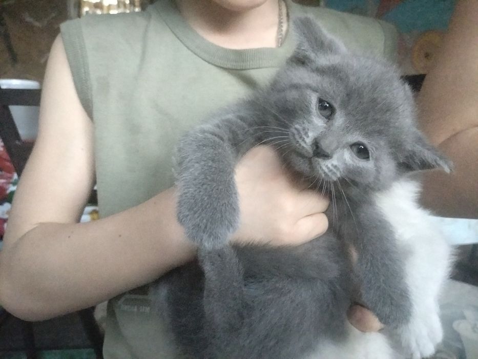 Отдам котят в хорошие руки