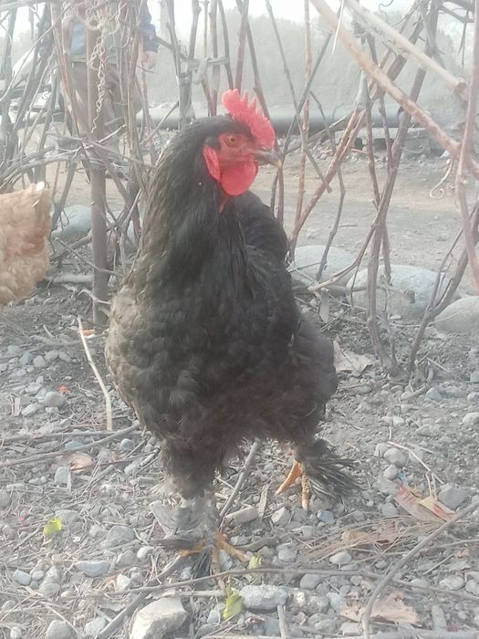 Петухи годовалые