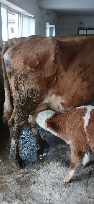 Vand vaci cuminți și bune de lapte