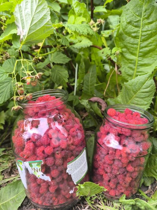 Продам домашние Малина 2500
