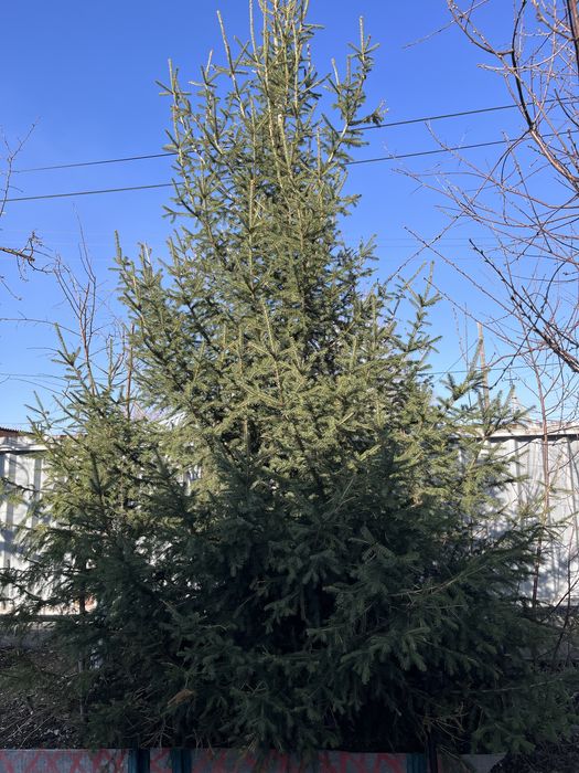 Продам саженцы елок, кедра!