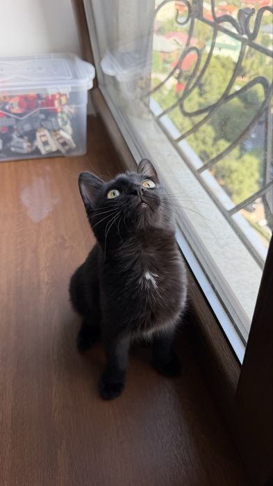 Черный котик, 4,5 месяца