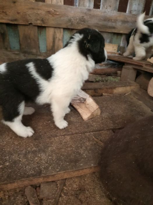 Продавам Каракачанки