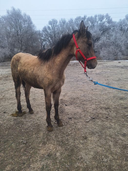 Продам кабылку  рысачьку