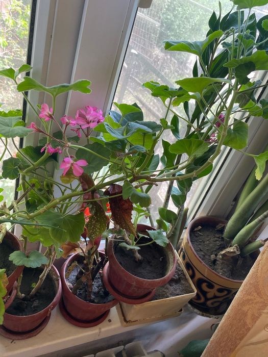 Продам цветы в горшках