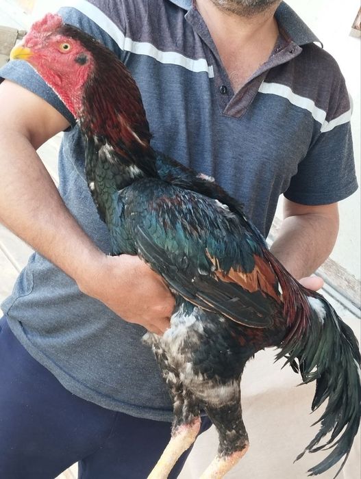 Tizzagacha bolgan paypoqdagi porno shirinlik