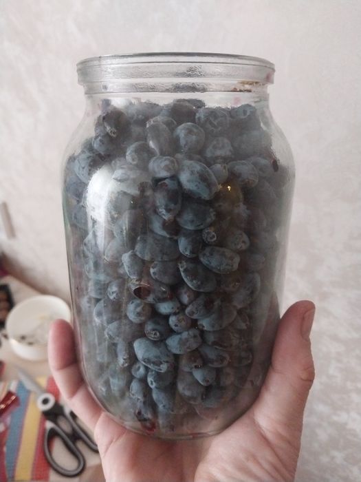 Жимолость  свежая