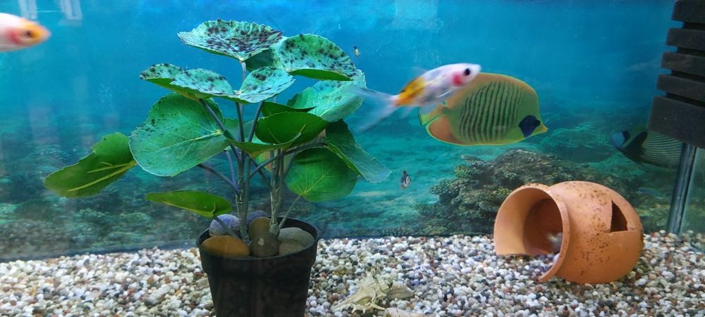 аквариумные рыбки 11 шт