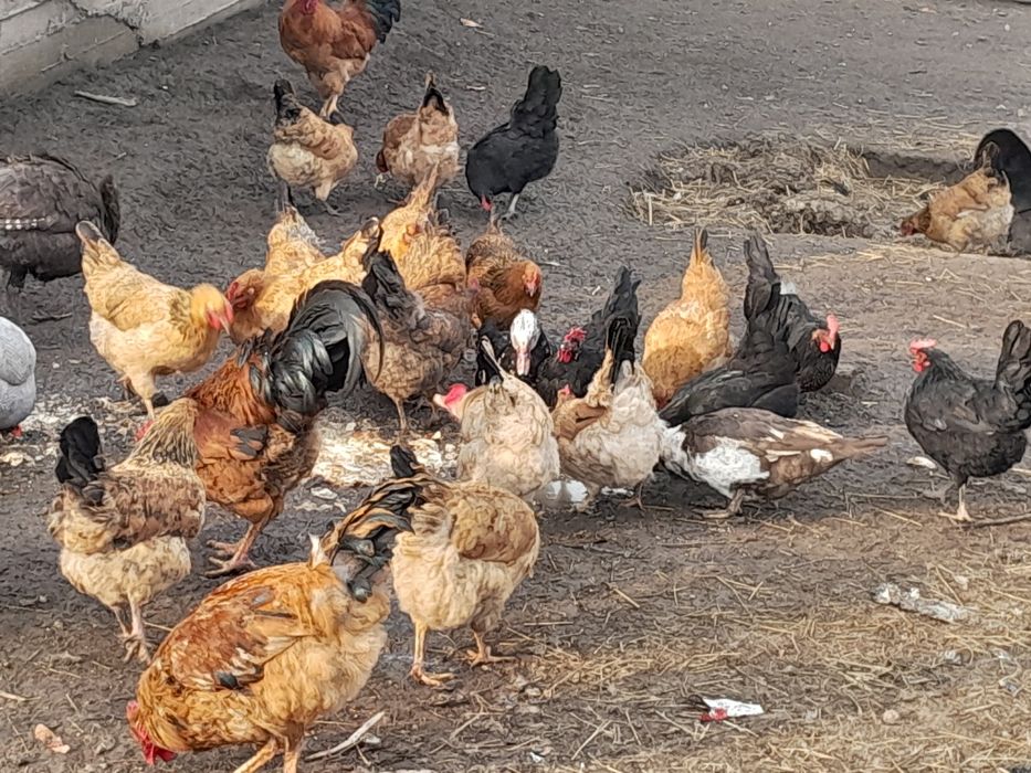 Кучин тауыктар сатылымда.