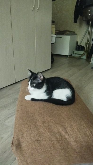 Отдам котенка 3 мес