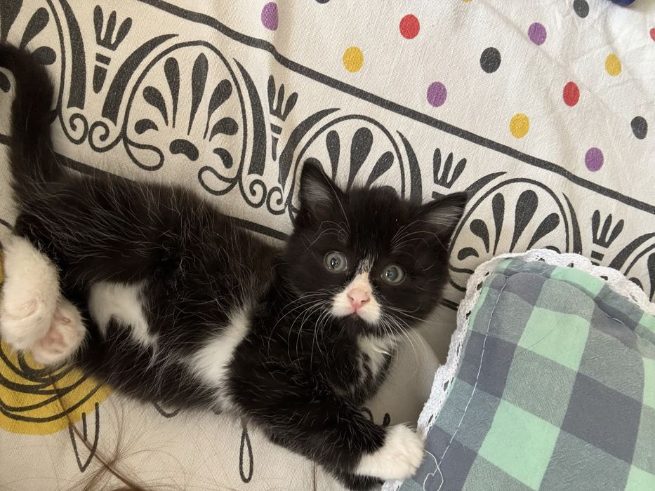 Отдадим котенка в добрые руки