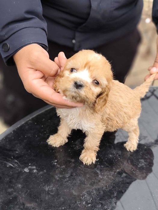 Майка, кокер+лагото. Баща,английски кокер