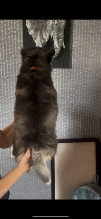 Девочка хаски 2 месяца