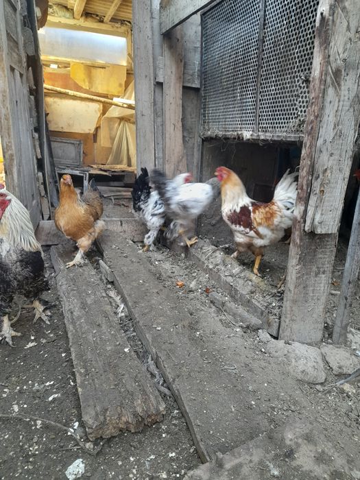 Продам молодых петухов