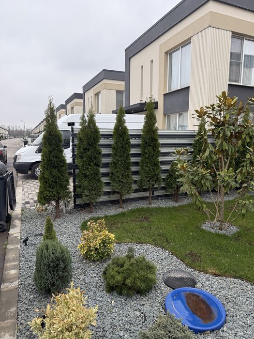 Vand plante ornamentale/amenajez spatii verzi
