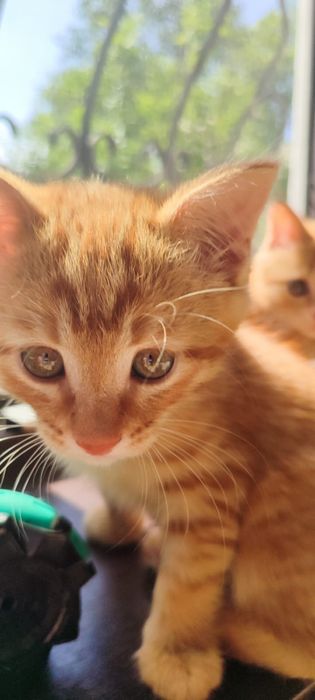 Очаровательный котенок ищет дом