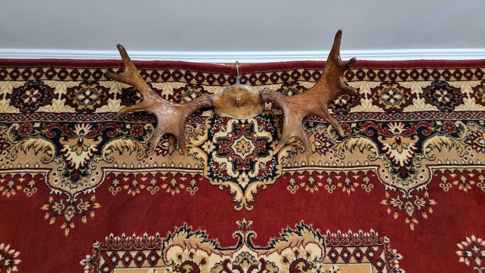 Продам рога лося        110000