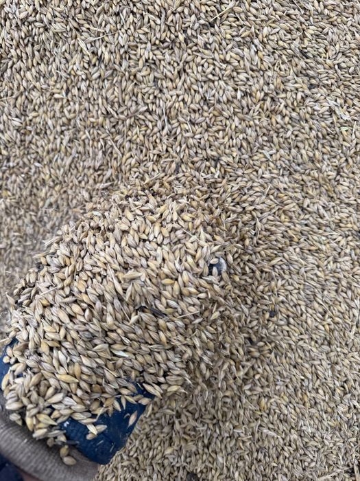 Ячмень сухои и чистый