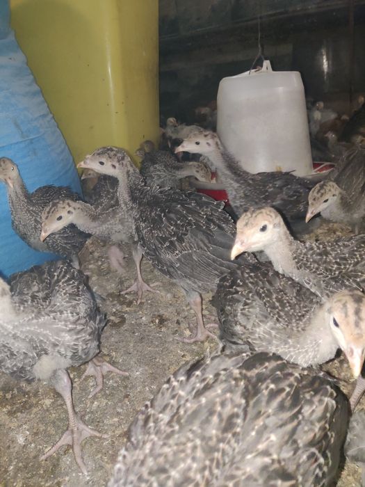 Pui curca ,rasa carne