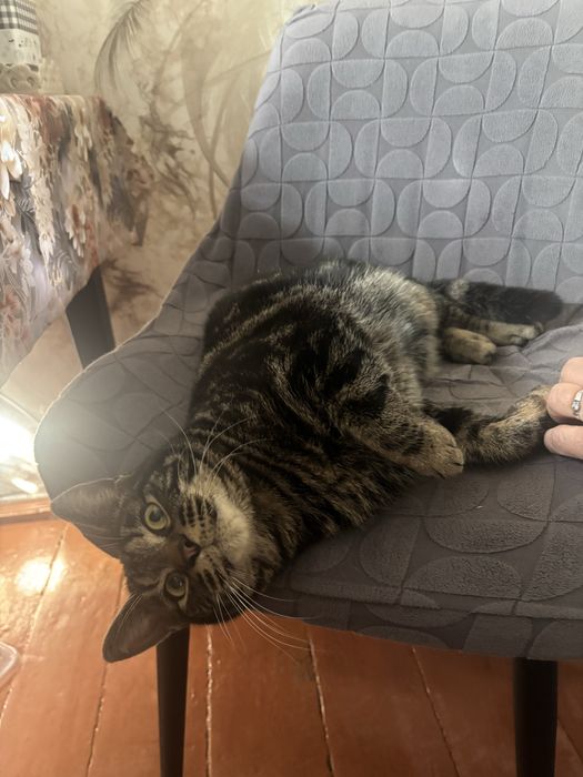 Отдам котика в хорошие руки