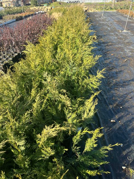 Лейландски кипарис - жив плет за години напред! - с. Недан