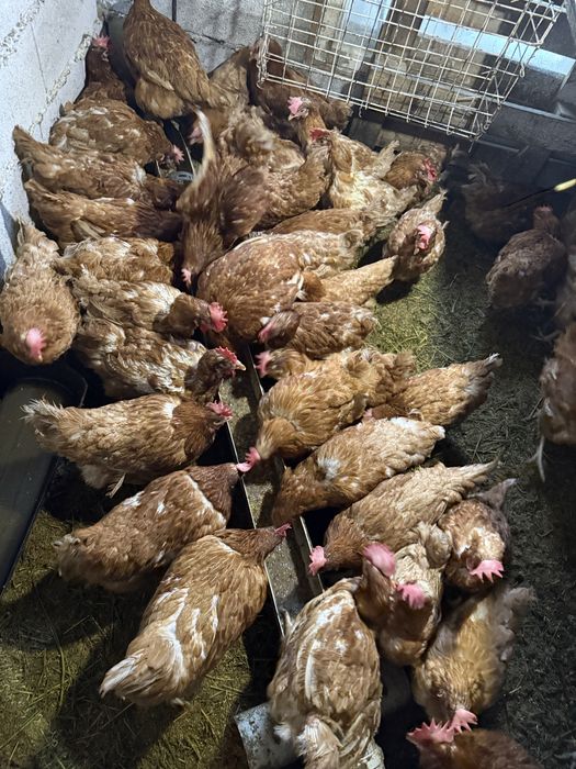 Куры Ломан-Браун